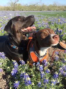 Bluebonnets at our ranch